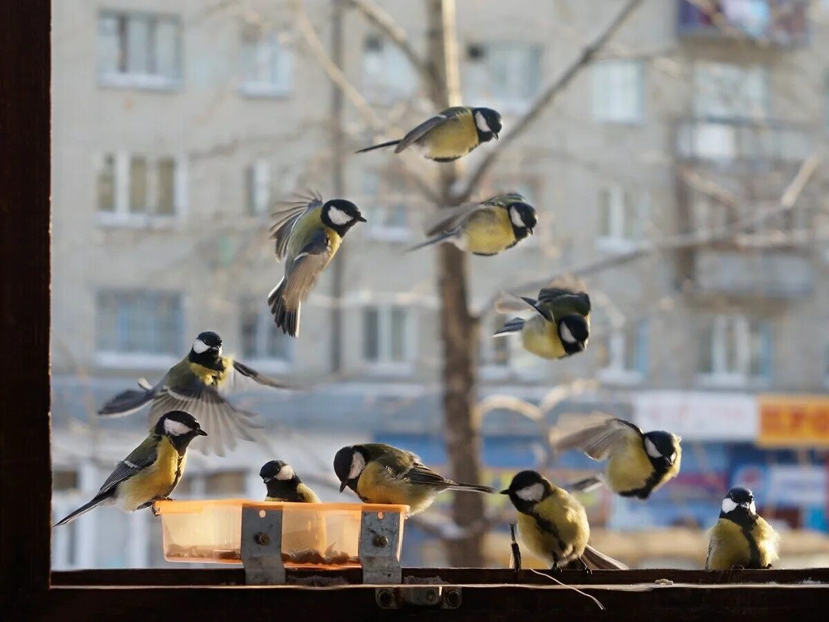 Как живется птицам