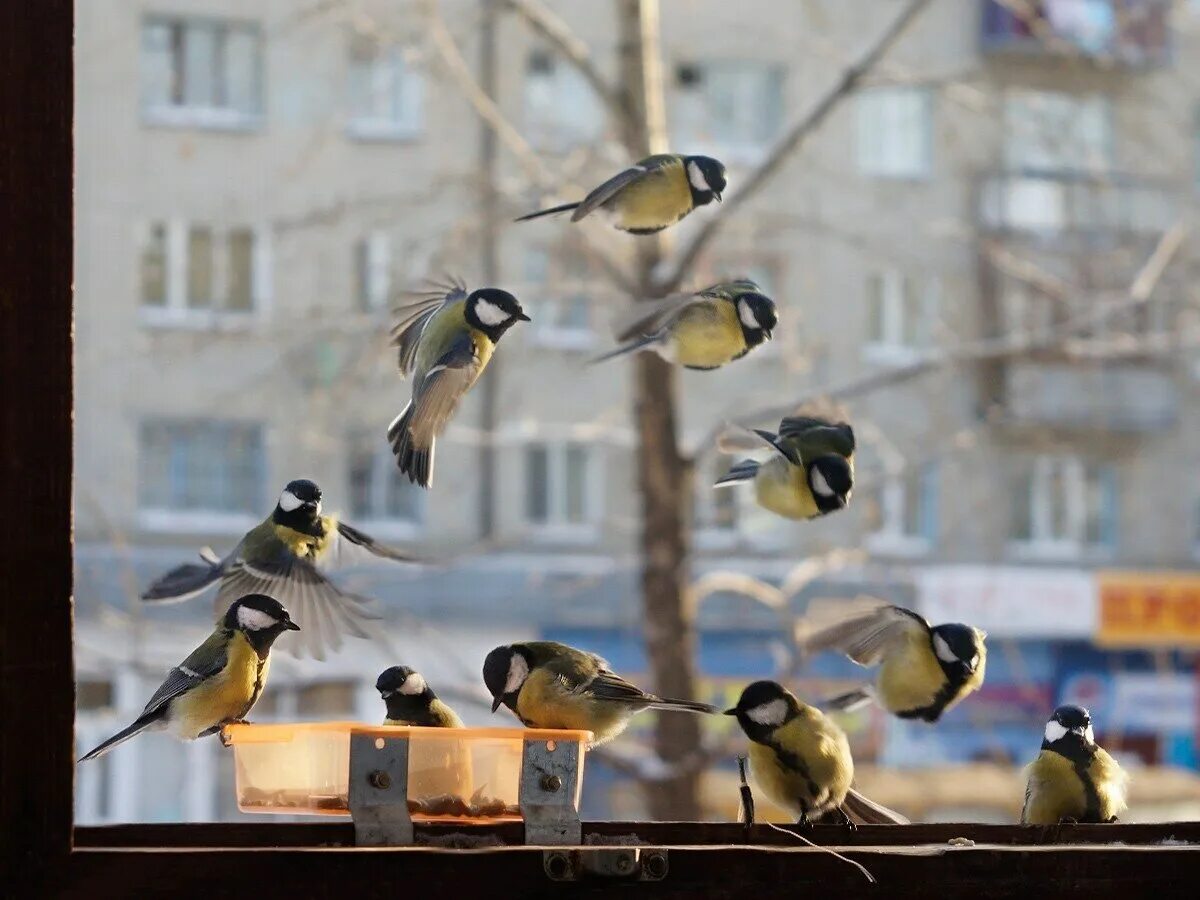 Как поют много птиц. Синица лазоревка кормушка. Птицы зимой в городе. Птицы в городе. Синица в городе.