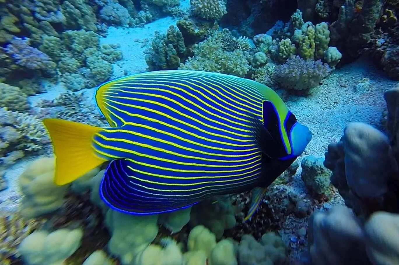 Ангел Императорский (ювенильный), l /Pomacanthus Imperator (j). Pomacanthus Imperator. Ангел диакантус (Королевский Павлин). Центропиг Королевский.