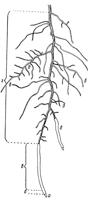 Корневая система винограда. Корневая система винограда схема. Строение корня винограда. Строение корневой винограда. Корневые волоски винограда.