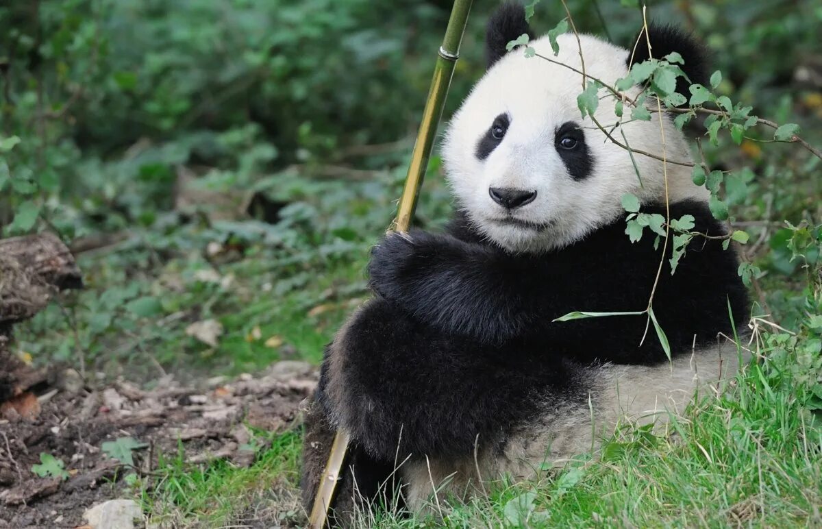 Очковая Панда. Бейби Панда. Млекопитающие Панда. Панда грызет бамбук. Картинка милой панды