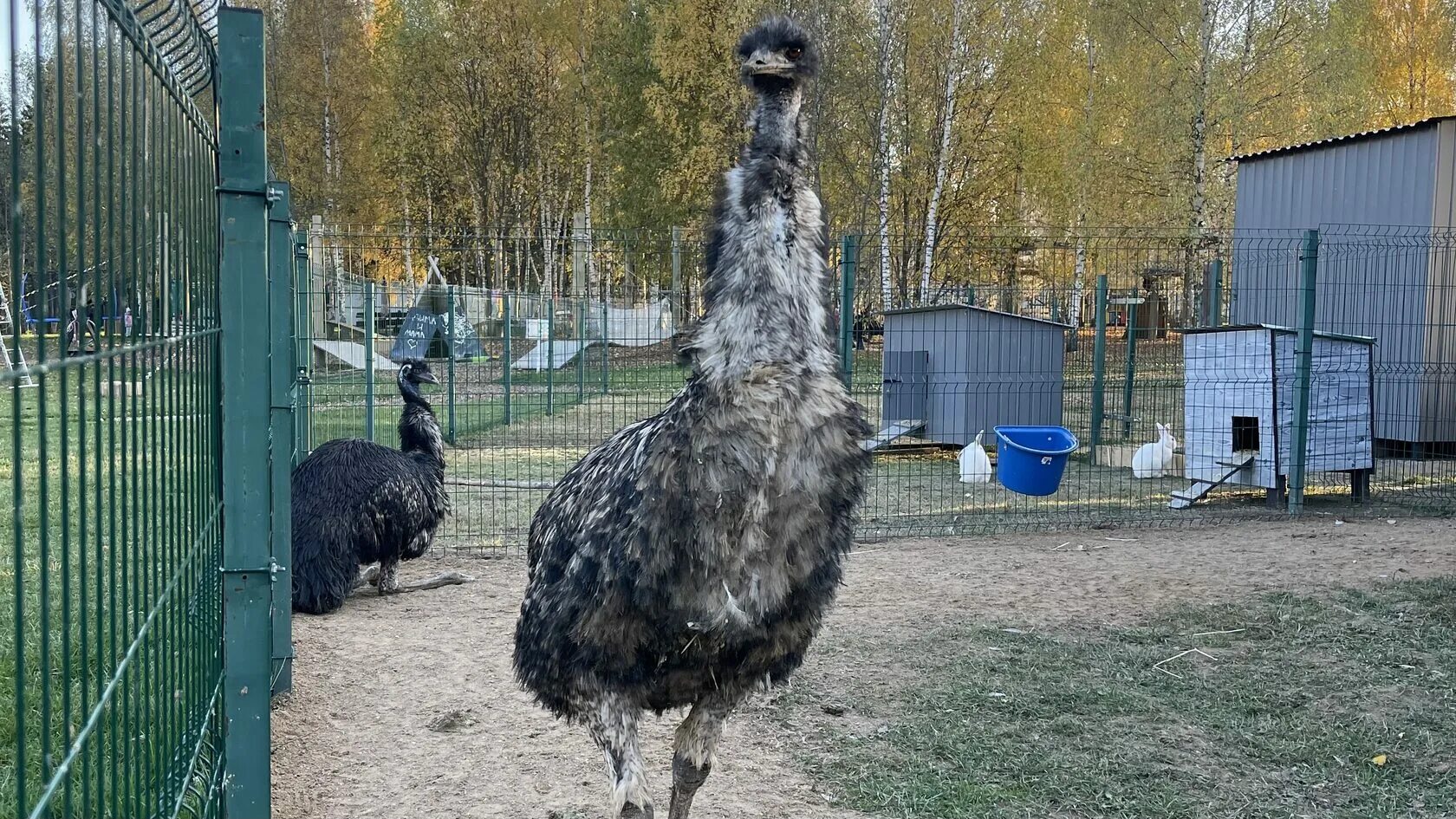 Цыпарк. Цыпарк истра фото. Цыпарк истра фото. Истра парк динамо. Цыпопарк истра.