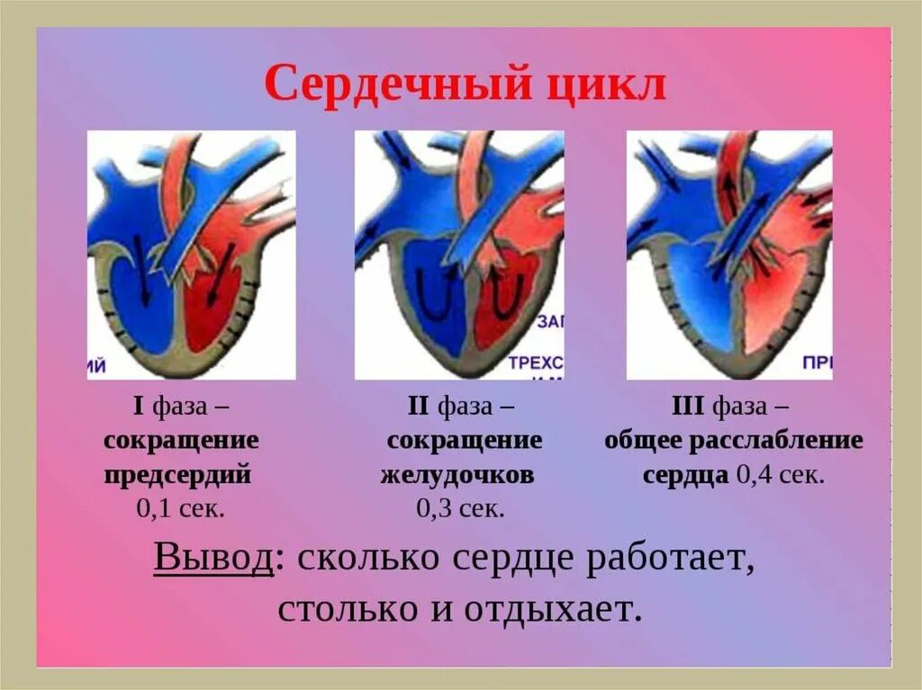Какова продолжительность систолы предсердия если известно. Фазы работы сердца схема. фазы сердечного цикла 1 фаза. фазы систолы желудочков. сердечный цикл 3 фаза гемодинамика.