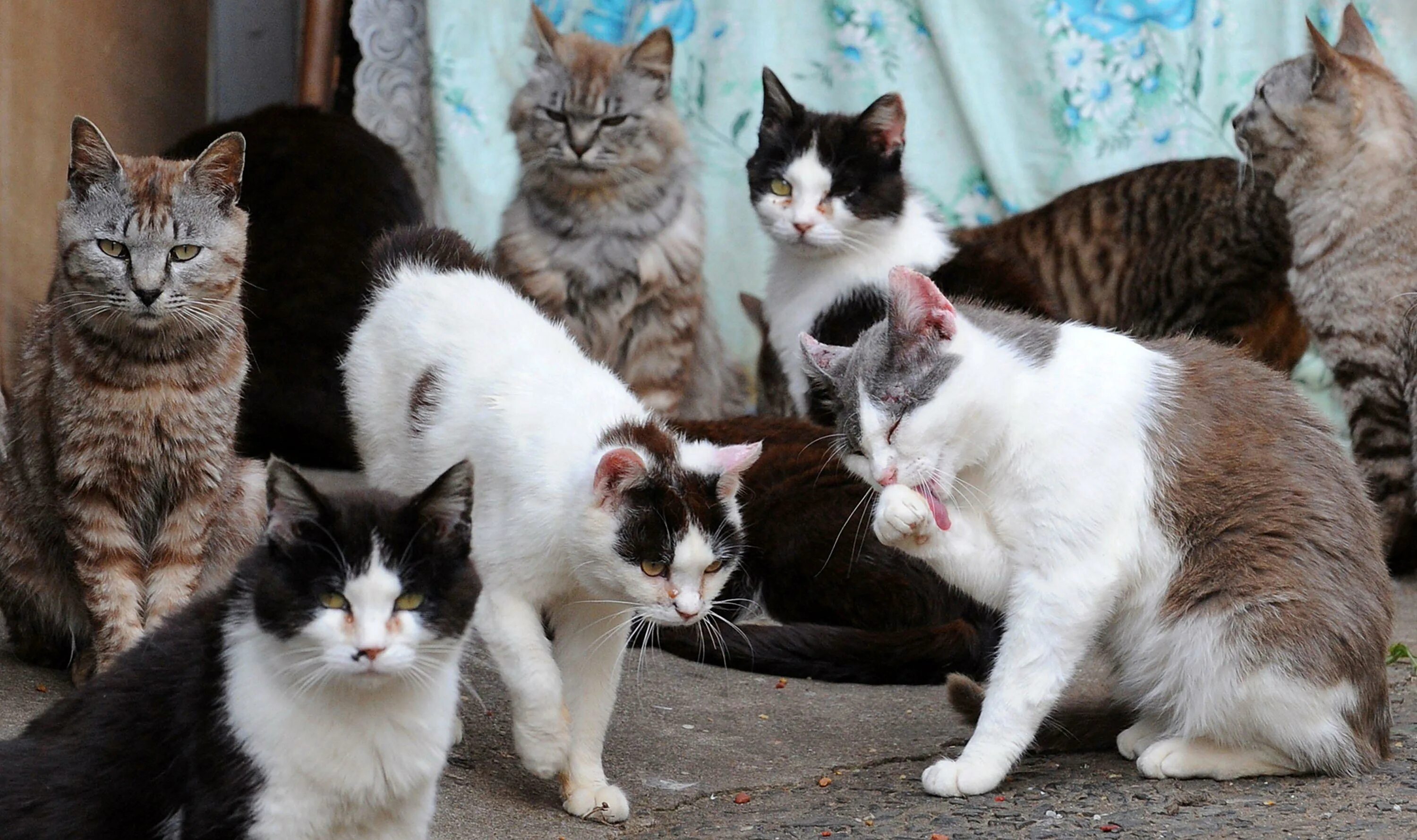 Тасиро остров кошек. Кошачий остров в Японии. Много кошек. Много котов.