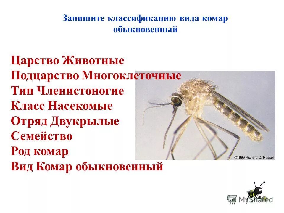 Сколько живут комары обыкновенные. Комар малярийный классификация. Комары рода Anopheles систематика. Систематика обычного комара.