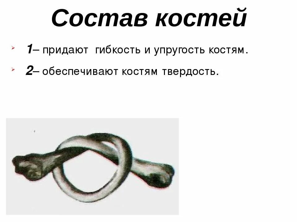 Вещества придающие твердость кости. Что придаёт костям упругость. Минеральные вещества придают кости. Минеральные вещества придают костям. Вещества придающие костям эластичность.