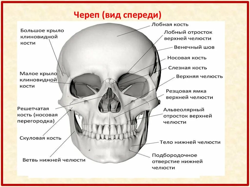 Лобная отдел скелета. Строение костей черепа человека. Череп человека с названием костей. Кости лицевого черепа вид спереди. Отростки клиновидной кости черепа.