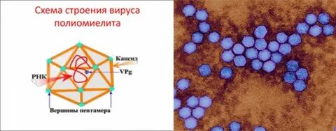 Полиомиелит микробиология