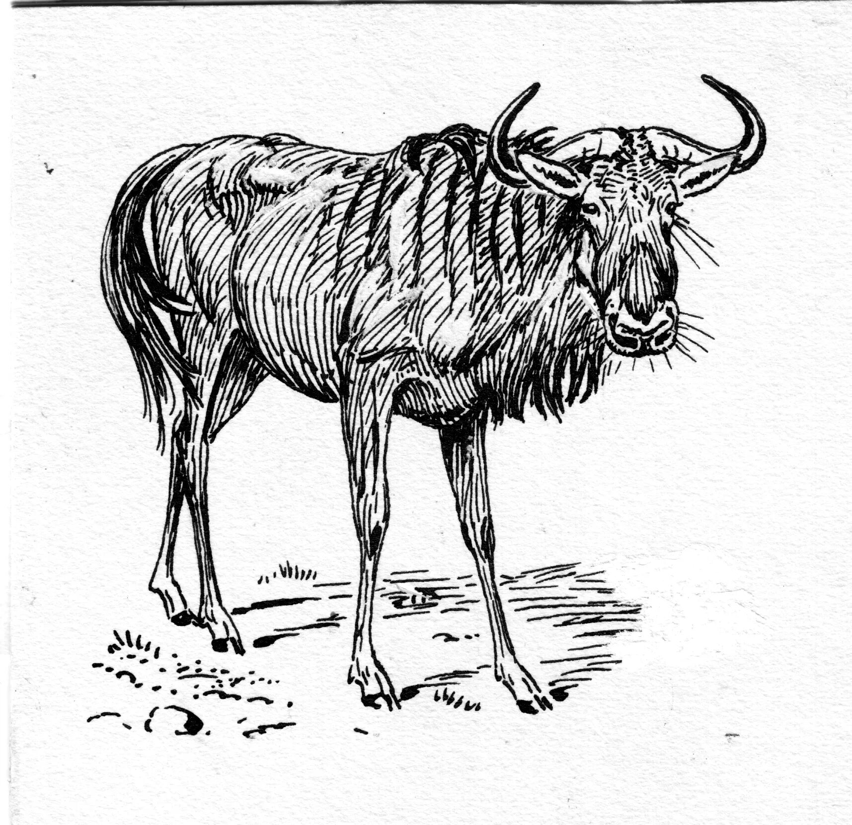 Gnu osip