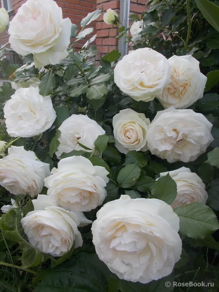 Site rose. Site rose. Розебук сады участников. Оригинальные названия сайтов по розам. Site rose.