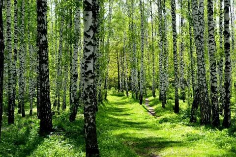 Майский лес