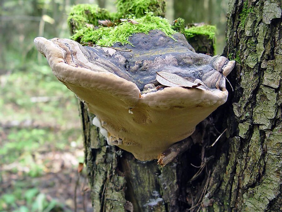 Трутовики вред. Phellinus igniarius. Трутовик ложный. Гриб трутовик ложный. Ложный дубовый трутовик.