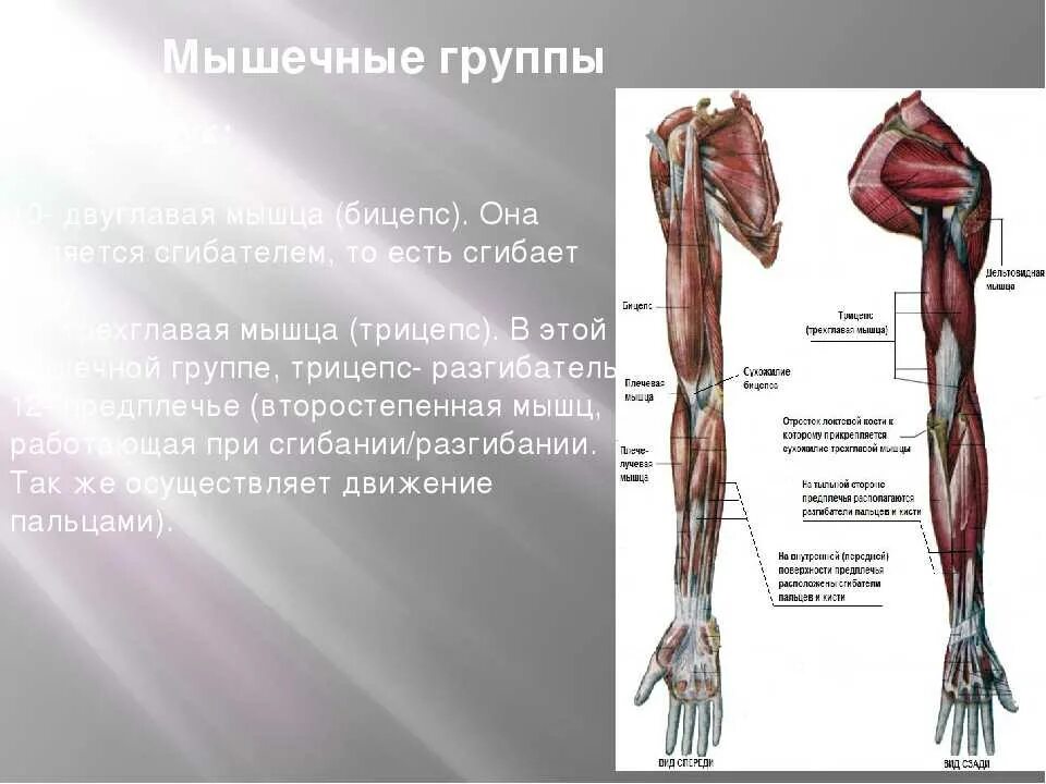 Мышцы руки. Строение мышц руки человека. Мышцы руки анатомия. Мышцы руки человека схема с названиями.