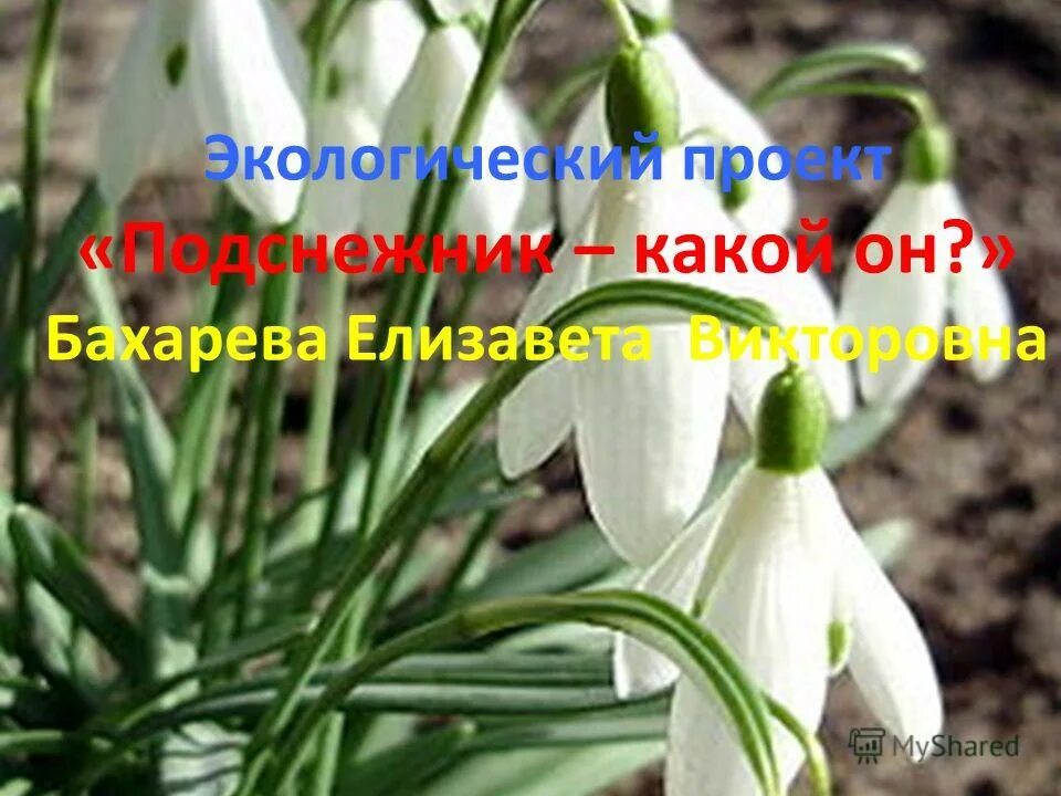 подснежники в какой сказке