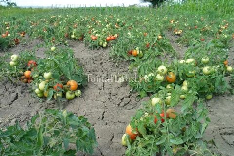 Самые низкорослые помидоры для теплицы