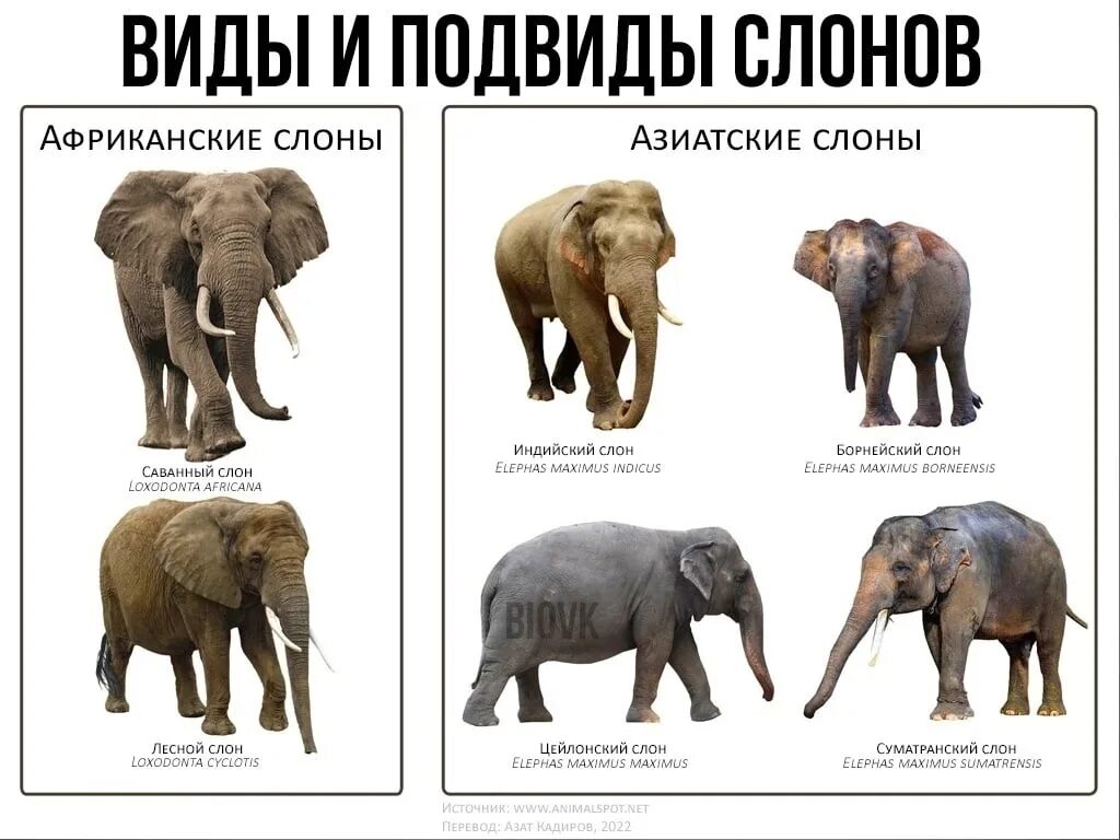 Два слона фильм. Слон для презентации. Сериал преимущество двух слонов 2020 4. Преимущество двух слонов. Преимущество двух слонов сериал актёры.