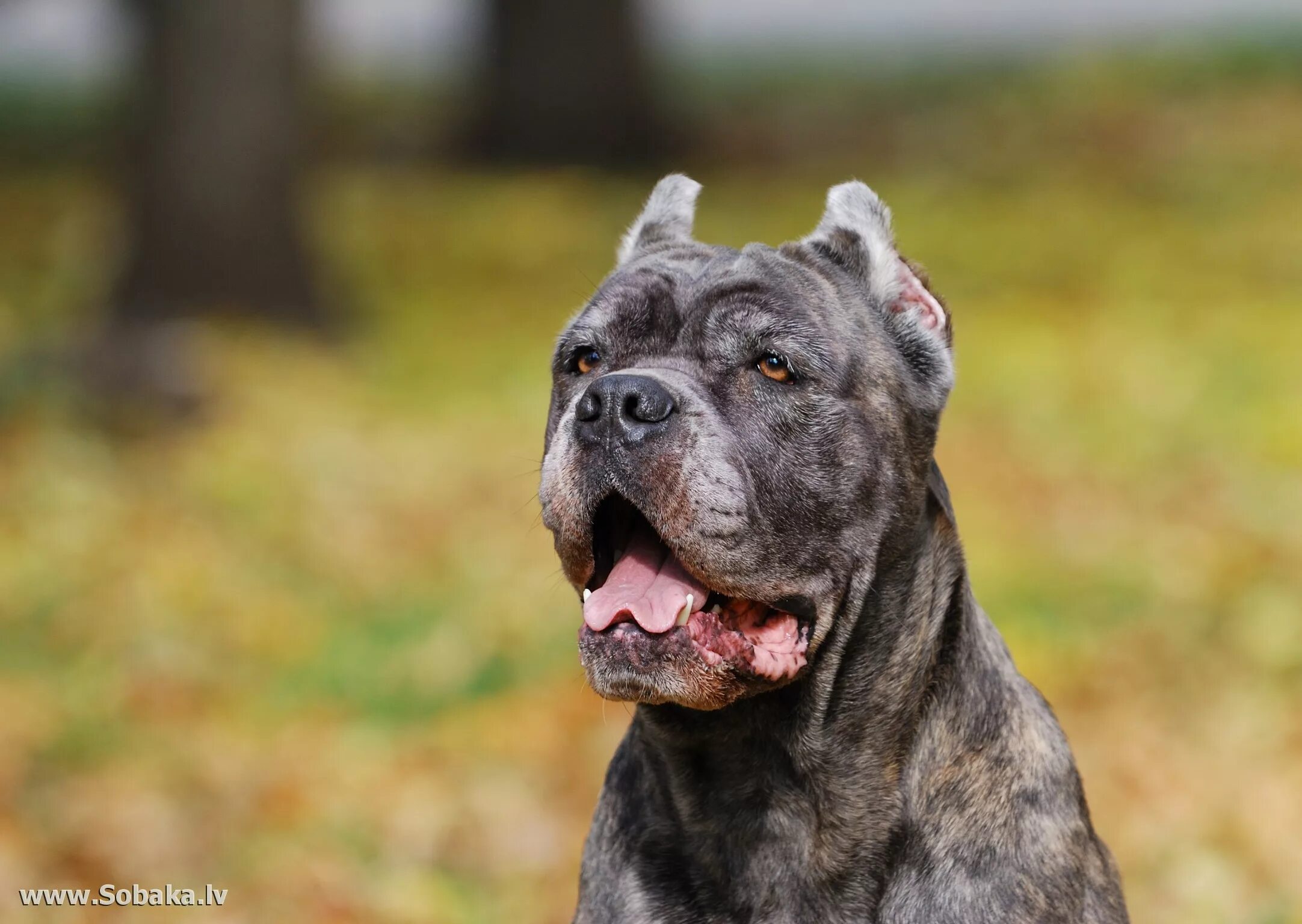 кинг корсо. итальянская порода собак кане корсо. порода собак канекурсо. кане корсо итальяно. кане корсо черный.