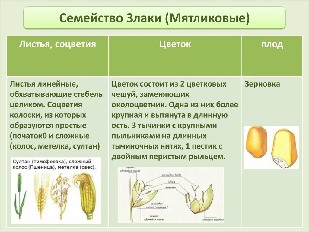 Однодольные семейство злаковые. Признаки семейства Однодольные злаковые. Формула цветка семейства злаки 6 класс биология. Семейство злаки Мятликовые таблица. Семейство злаковые таблица