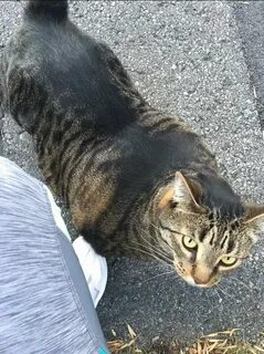 Накаченная кошка