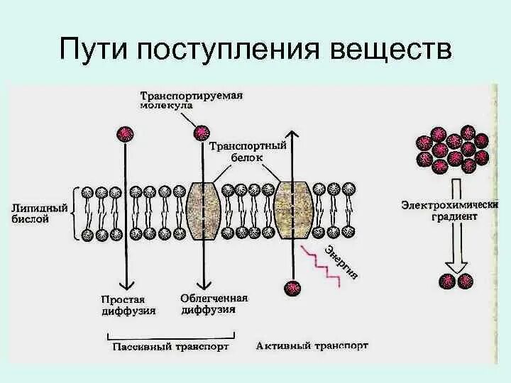 Транспорт питательных веществ в бактериальную клетку. Механизмы проникновения питательных веществ в бактериальную клетку. Механизм поступления питательных веществ в клетку. Пути поступления питательных веществ в бактериальную клетку.