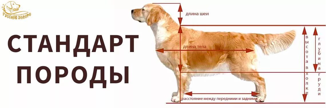 Голден ретривер высота в холке. Лабрадор ретривер рост в холке. Золотистый ретривер высота в холке вес. Измерение роста собаки в холке.