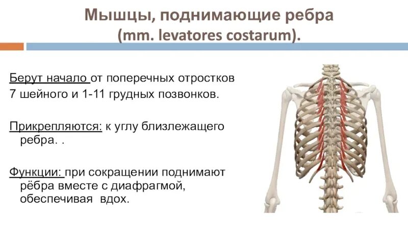 Поднимающая латынь. Мышцы поднимающие ребра. Мвгщы поднммаюшие ребра. Короткие мышцы поднимающие ребра. Длинные мышцы поднимающие ребра.