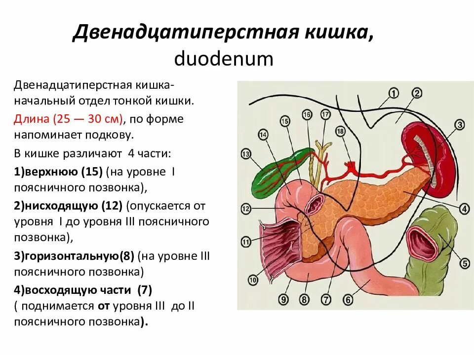 Строение 12 перстной кишки отделы. Отделы луковицы 12 перстной кишки. Оболочки 12 перстной кишки анатомия. 12 Ти перстная кишка строение и функции.