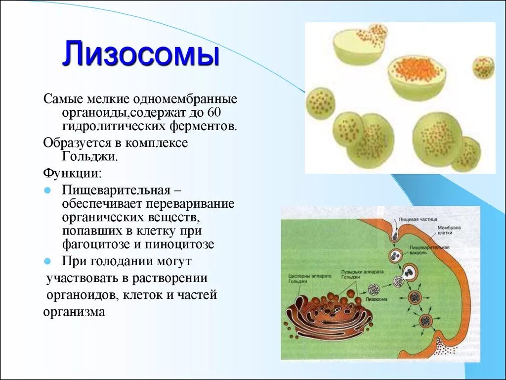 Функции лизосом в растительной клетке. Строение лизосомы животной клетки. Строение и функции лизосомы животной клетки. Строение органоида лизосомы.