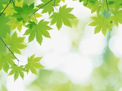 Whimscape leaves