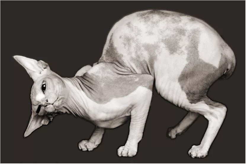 Дальневосточный сфинкс кот. Донской сфинкс трехцветный. Питомник святослав сфинкс. Серьги кошки сфинкс. Донской сфинкс злой.