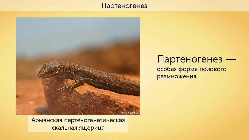 Как происходит размножение ящериц. Армянская Скальная ящерица размножение партеногенезом. Кавказская Скалистая ящерица партеногенез. Партеногенез у ящериц. Ящерицы размножающиеся партеногенезом.