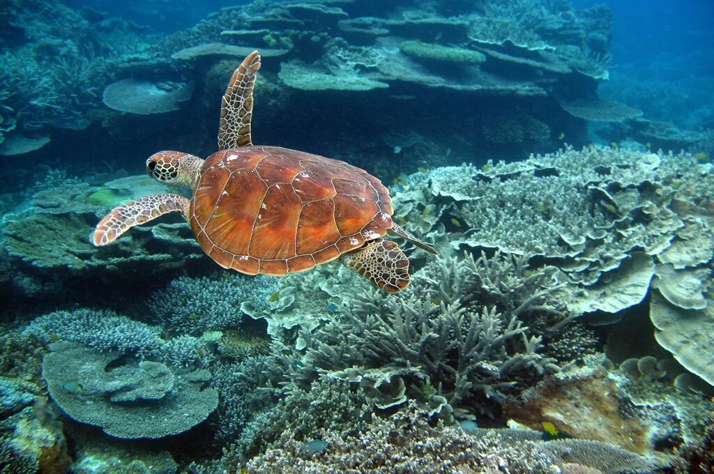 Great coral reef. Большой Барьерный риф Австралия. Коралловый риф в Австралии. Морской парк большого барьерного рифа. Большой Барьерный риф Австралия подводный мир.