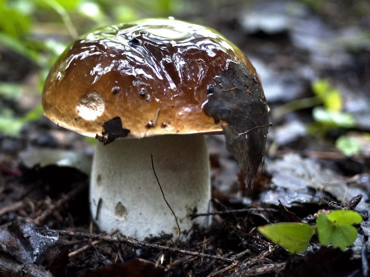 Белый гиб. Австралийский Боровик. Белый гриб. Благородные грибы. Благородные грибы Подмосковья.