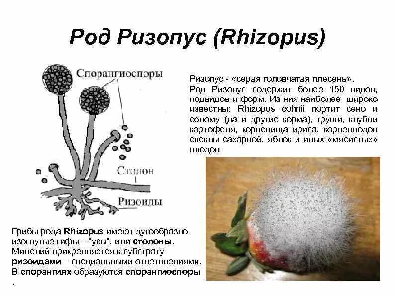 Признаки грибов мукор. Плесневые грибы ризопус. Плесневые грибы Rhizopus. Мукор ризопус. Грибы рода Rhizopus заболевания.