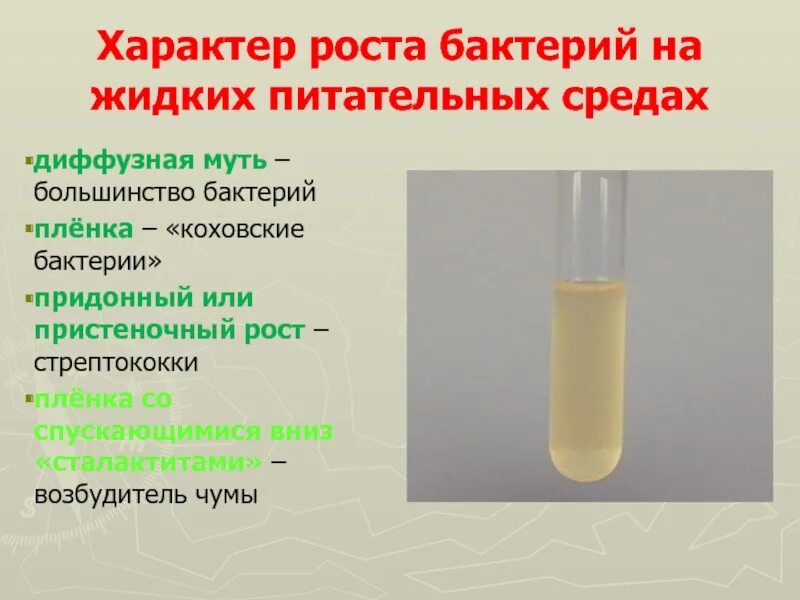 Бактерии в жидкой среде. Жидкие питательные среды МПБ. Характер роста на жидких питательных средах. Характер роста бактерий. Характер роста бактерий на жидких питательных средах придонный рост.