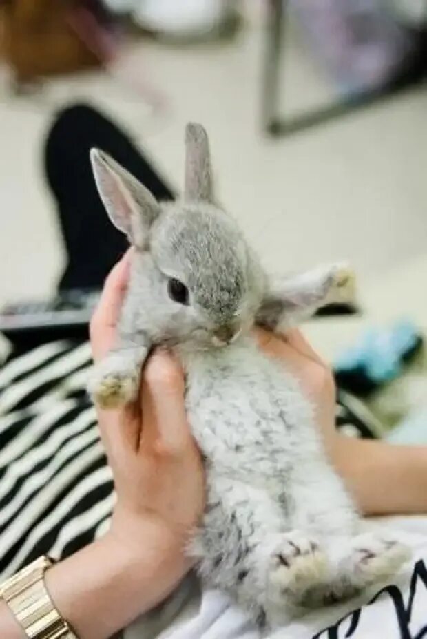 Короче зайка. Милые кролики. Милый кролик. Милые зайчики. Самый милый кролик в мире.