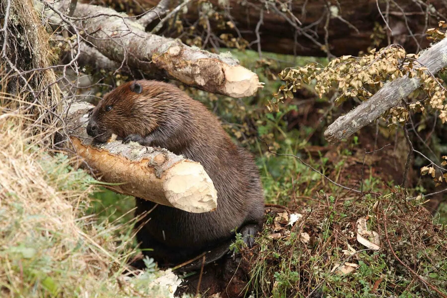 Речной Бобр Западносибирский подвид. Бобр (Castor Fiber Linnaeus, 1758). Канадский Бобр (Castor canadensis). Бобр обыкновенный – Castor Fiber. Бобры ой