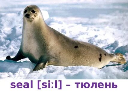 Тюлень перевод на английский