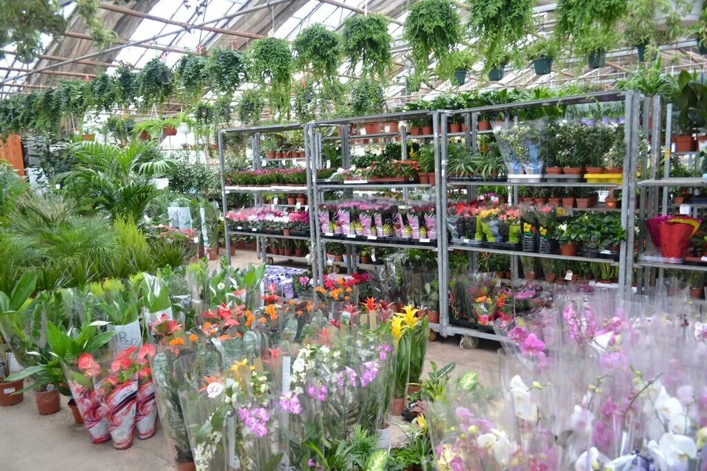 рассада в питомнике. магазин садовод. оптовый склад комнатных растений. польский садовый грунт. товары для сада и огорода пермь.