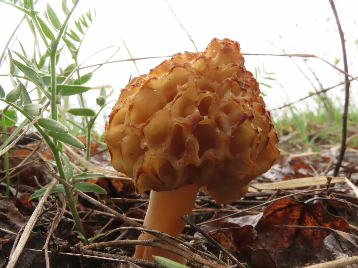 Ложные сморчки фото. Сморчки. Сморчки грибы. Майские грибы сморчки. Весенние грибы сморчки.