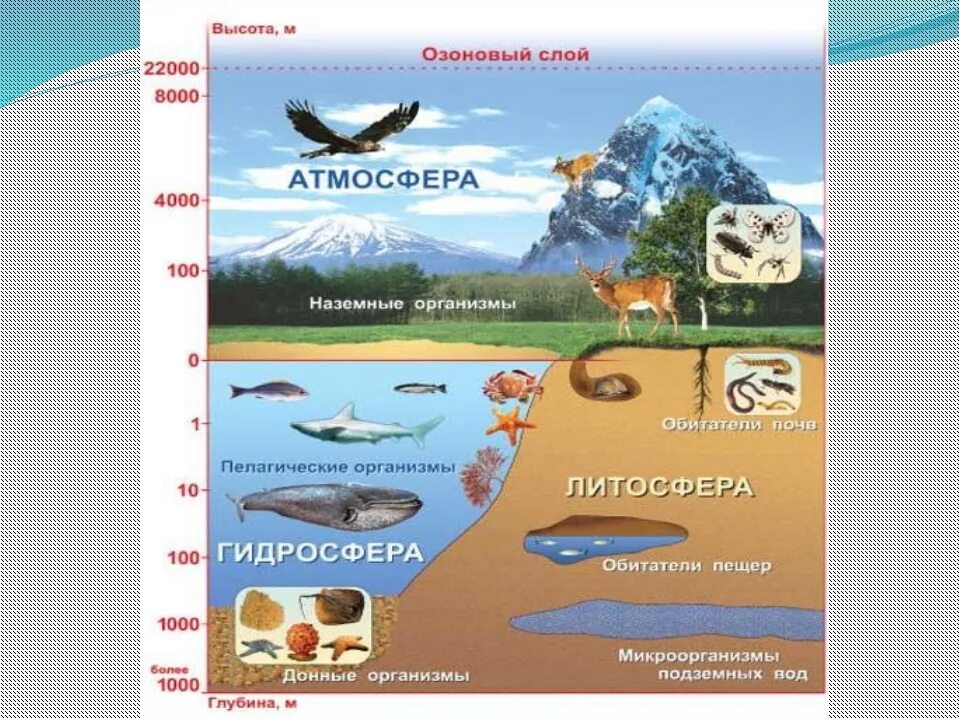 Границы биосферы 5 класс биология. Литосфера гидросфера атмосфера Биосфера. Границы биосферы схема 9 класс. Границы биосферы 6 класс география. Оболочки земли составляющие биосферу