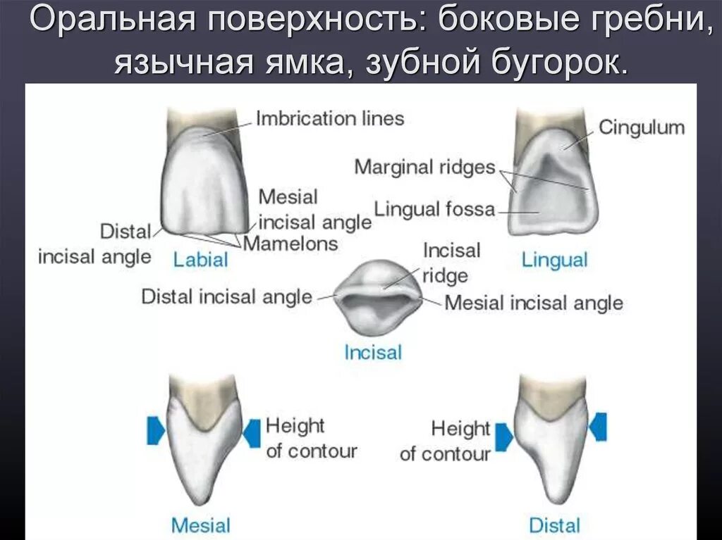 Оральная поверхность зуба. Боковая поверхность зуба. Поверхности зуба названия. Медиальная контактная поверхность зуба.