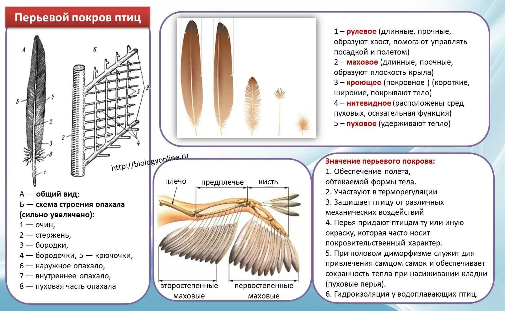 Покровное перо птицы строение. Строение махового пера у птиц. Таблица перьевой Покров птицы биология 7. Типы перьев птиц биология 7 класс. У птиц различают перья