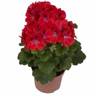 Герань коралловая