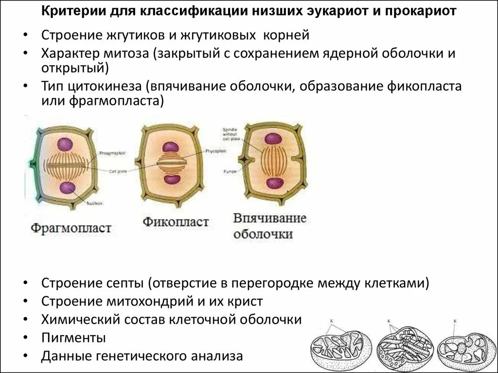 Эукариоты деление. Схема мейоза клетки с 6 хромосомами. Деление клеток прокариот. Эукариоты деление. Эукариоты деление.