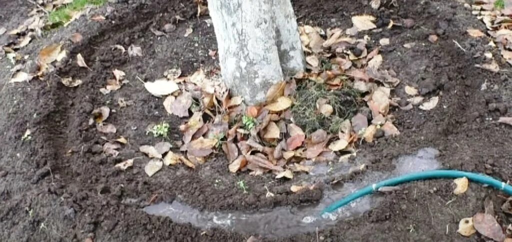 Можно ли поливать яблони