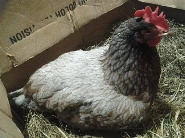 Куры хвост вниз. Цыплята леггорн. Куры породы суматра. Декоративные породы кур феникс. Петух (птица).