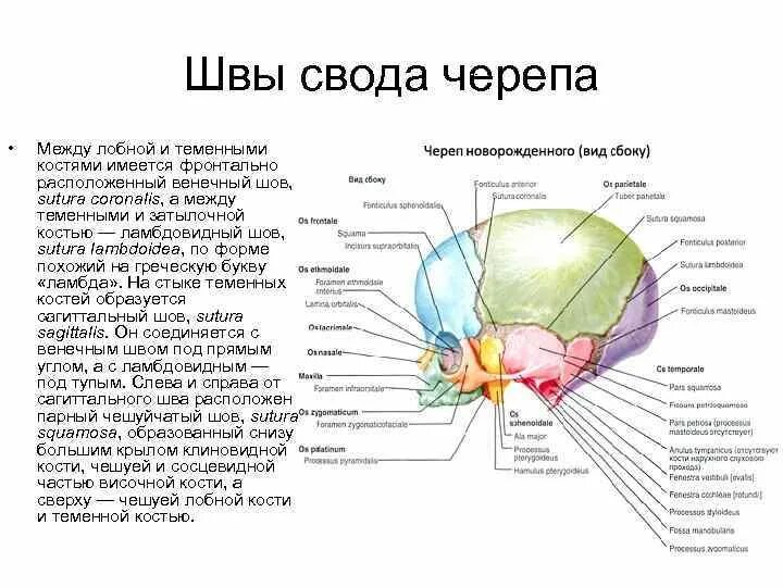 Соединение между лобной и теменной костями. Соединение костей черепа анатомия. Венечный шов (черепа) – sutura coronalis. Кости свода черепа между собой соединяются. Кости черепа лобный шов.