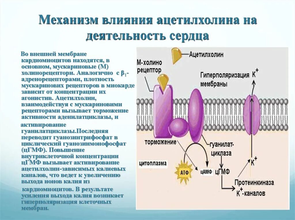 Механизм действия ацетилхолина. Мускариновый ацетилхолиновый Рецептор. Ацетилхолин влияние на деятельность сердца. Ацетилхолин основные эффекты. Ацетилхолин сердце сокращение