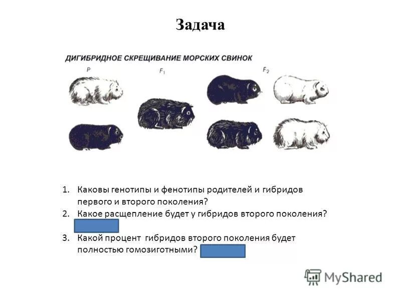 Каковы генотипы родителей и гибридов первого поколения. Дигибридное скрещивание морских свинок. Скрещивание морских свинок. Генетика морских свинок. Скрещивание черных морских свинок.